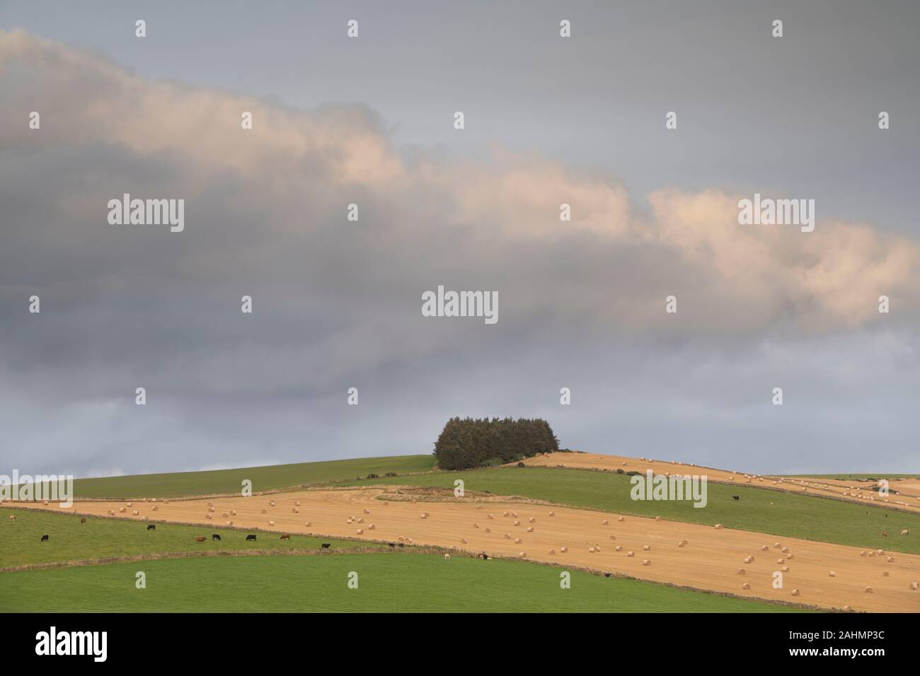 Ein Stand von Nadelbäumen in Ackerland am späten Nachmittag, mit Vieh weiden in Weiden neben Feldern mit Strohballen Nach der Ernte Stockfoto