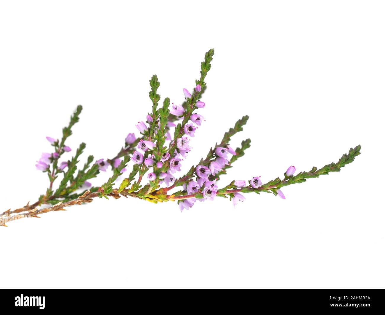 Calluna Heather auf weißem Hintergrund Stockfoto