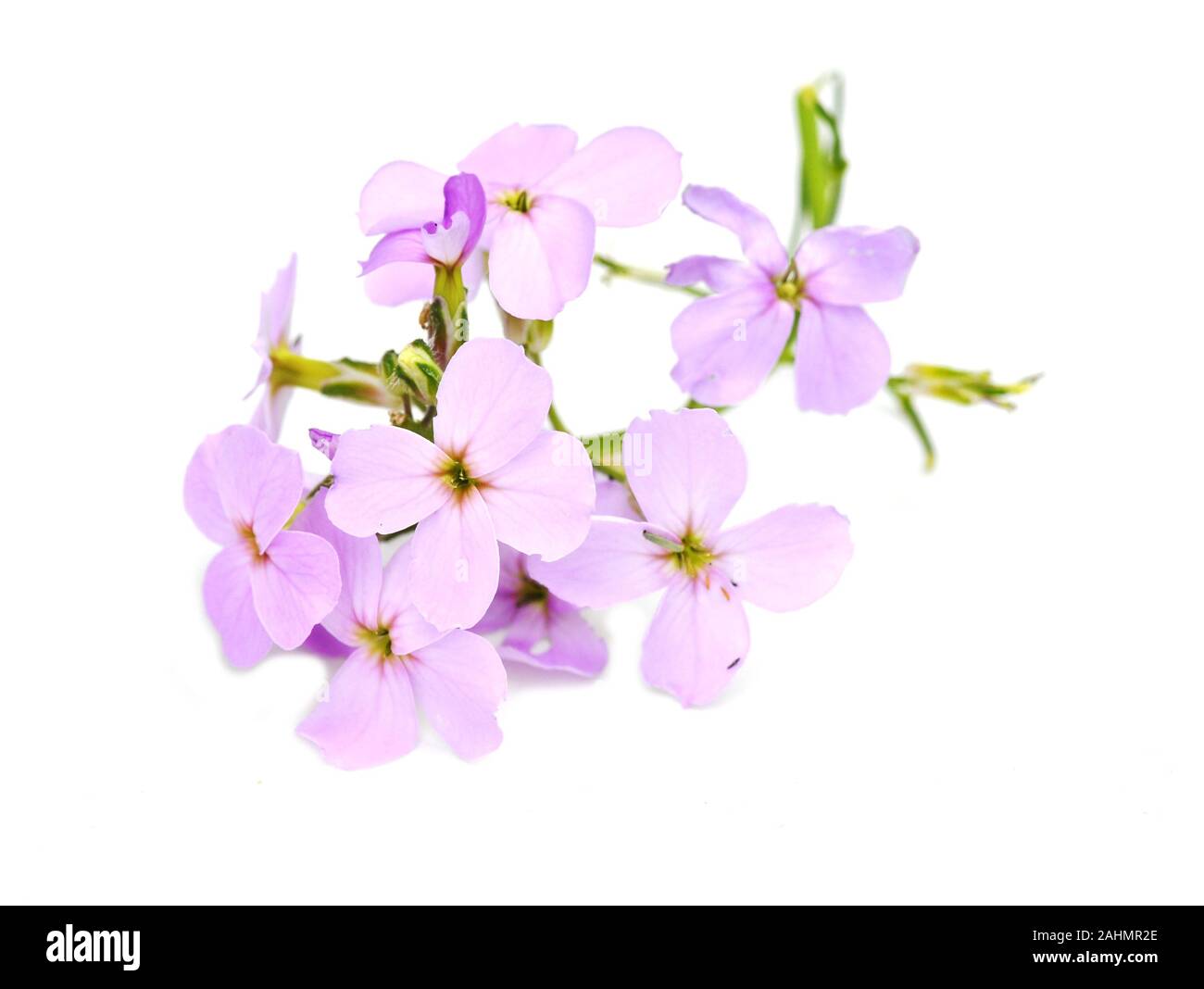 Violett Hesperis gilliflower matrionalis auf weißem Hintergrund Stockfoto