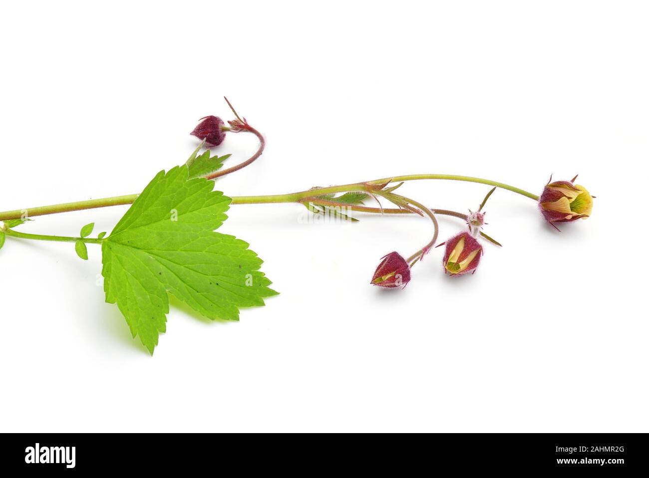 Wasser avens Geum Rivale auf weißem Hintergrund Stockfoto