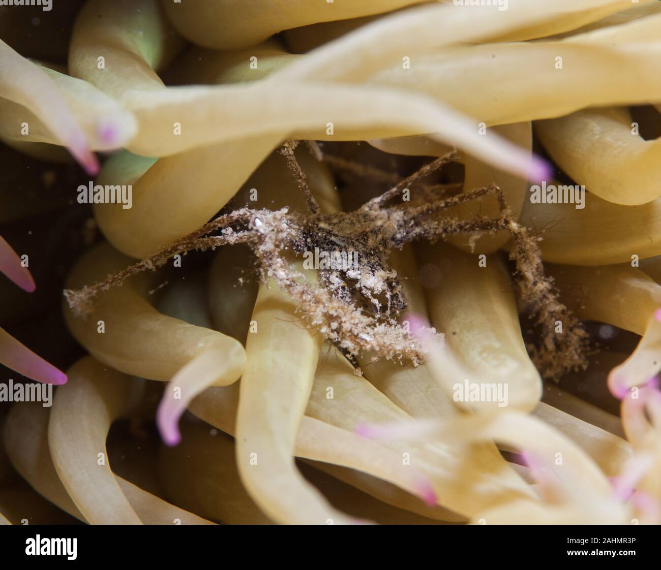 Seespinne und snakelocks Anemone Stockfoto