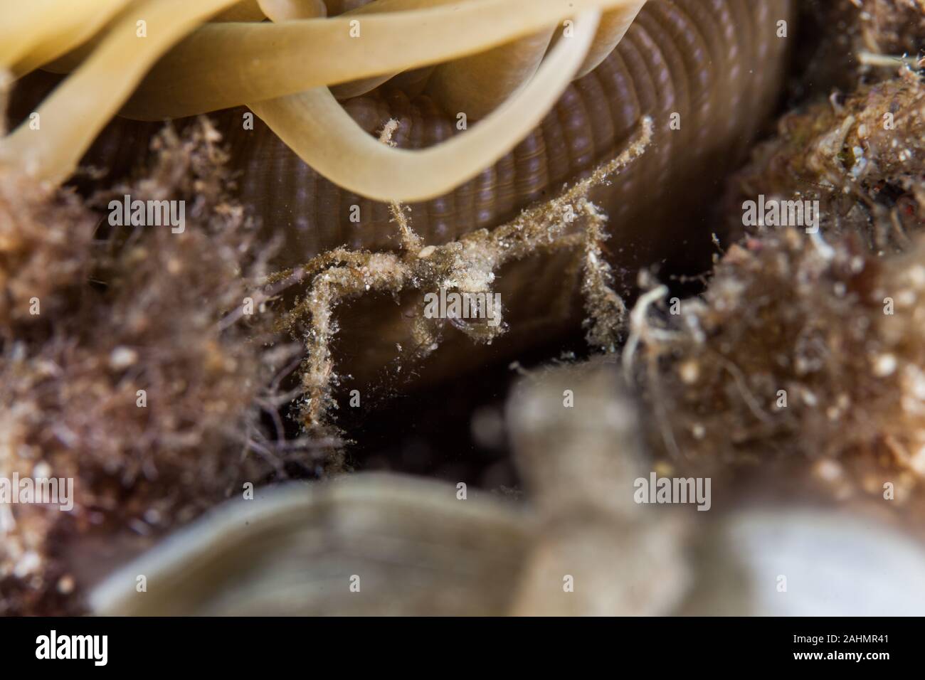 Seespinne und snakelocks Anemone Stockfoto