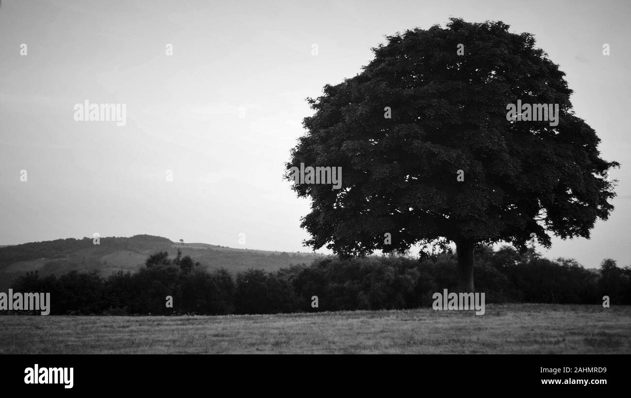 Einsamer Baum, im grünen Bereich Stockfoto