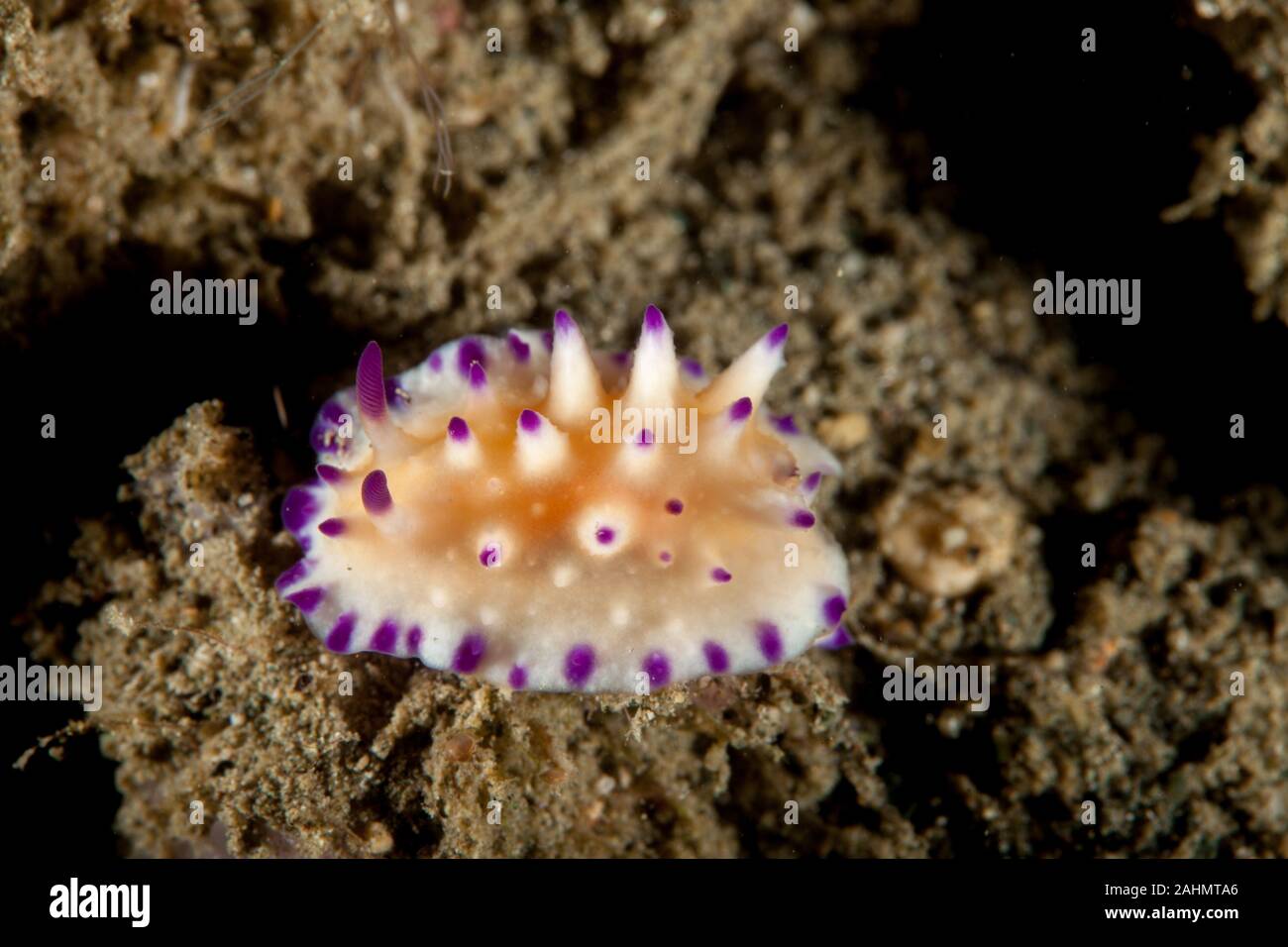 Glossodoris multituberculata Stockfoto