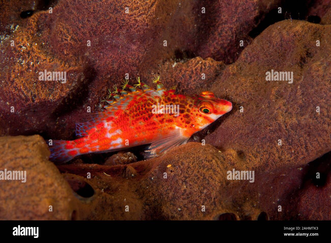Die hawkfishes sind streng Tropical, perciform marine Fische der Familie mit Cirrhitidae die Korallenriffe der westlichen und östlichen Atl verbunden Stockfoto