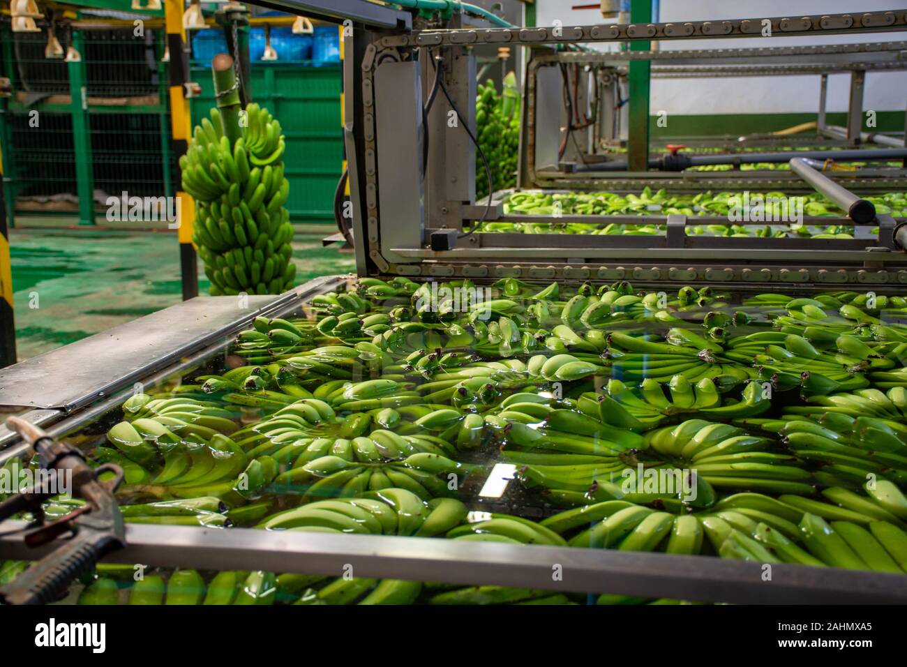Bunches of banana packaging industry Fotos und Bildmaterial in hoher