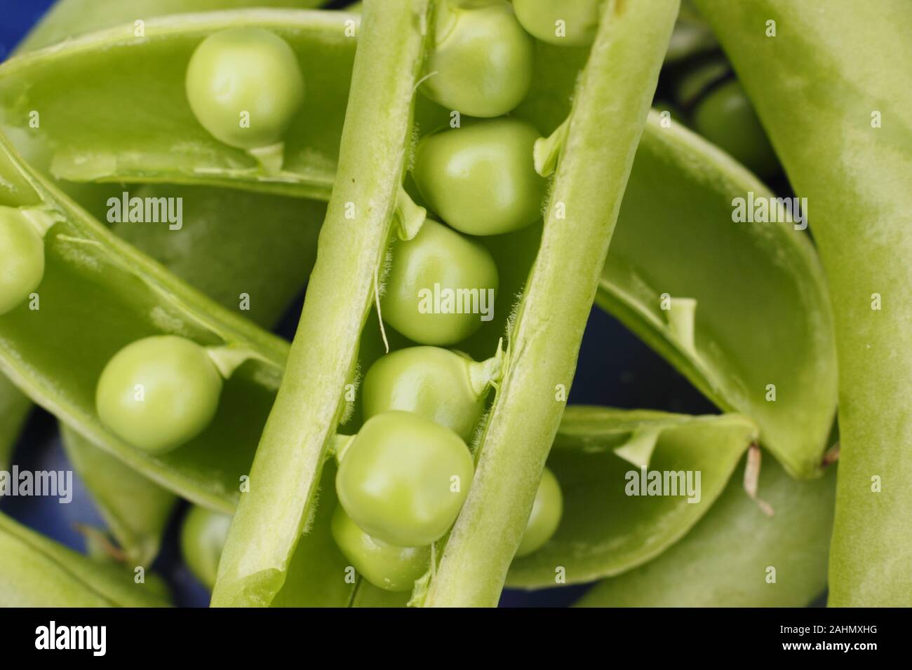 Pisum sativum' Hurst Green Welle ' Erbsen in Hülsen, frisch aus der Küche Garten im Sommer abgeholt. UK. Hauptversammlung Stockfoto
