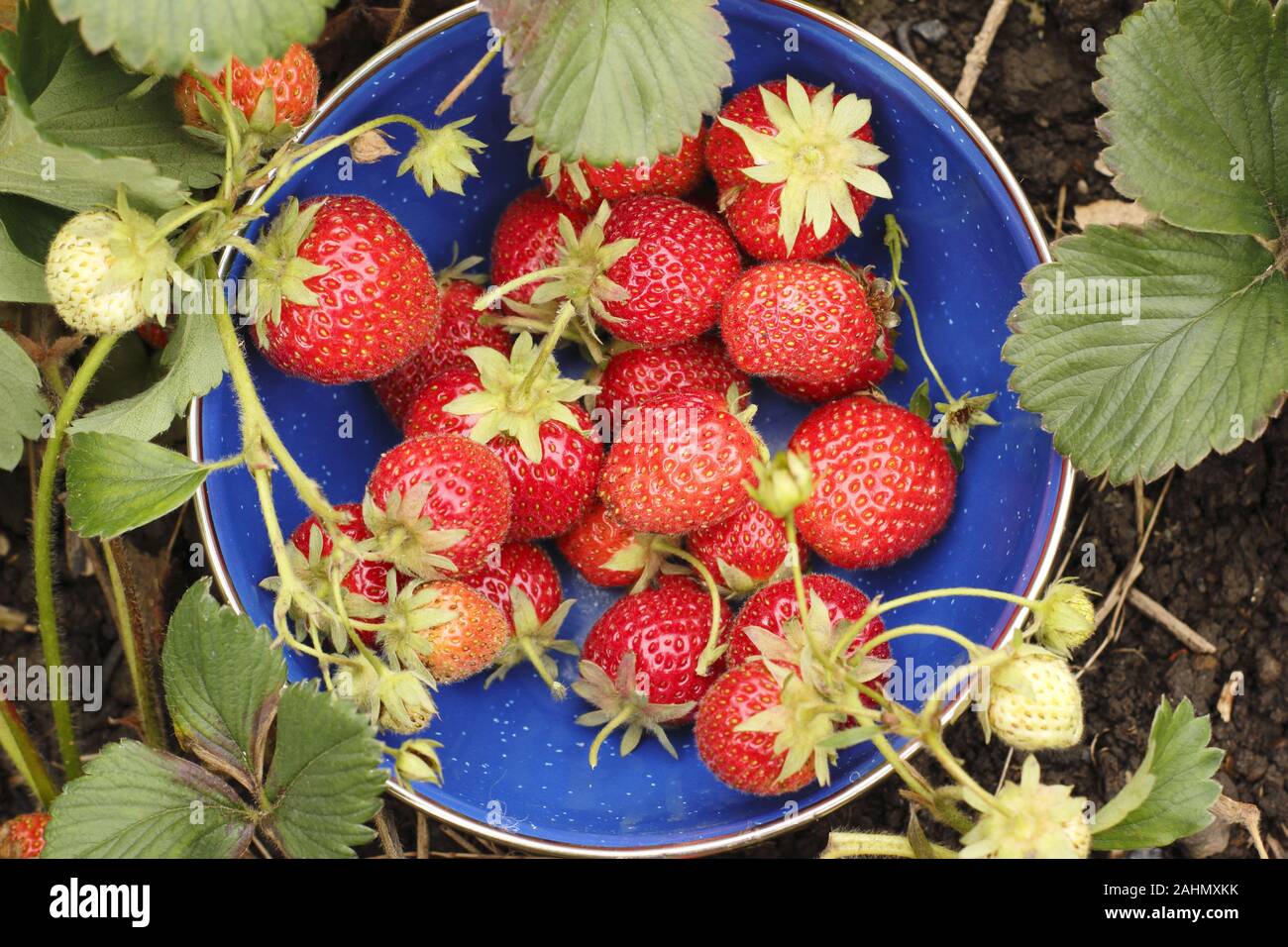 Fragria. Frisch gepflückte Erdbeeren in einem gepflegten Garten Sommer Küche Garten. Großbritannien Stockfoto