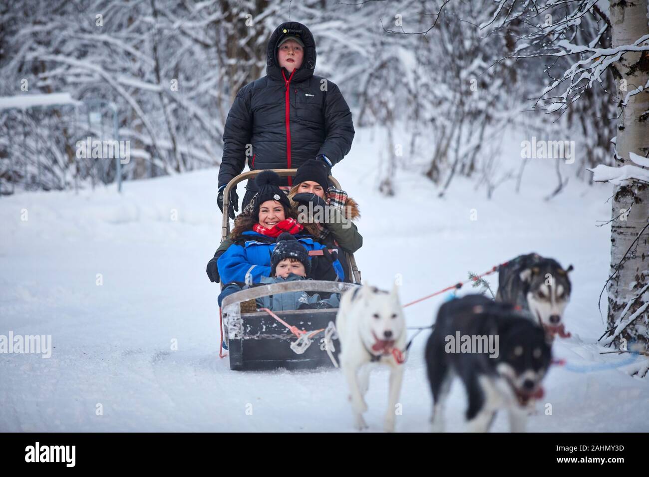 Finnische Rovaniemi eine Stadt in Finnland und der Region Lappland Santa Park Husky Hund Fahrt Stockfoto