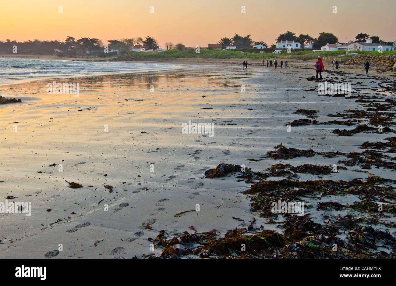 Menschen zu Fuß entlang der sandigen Kosten im Norden der Insel Yeu früh morgens vor Sonnenaufgang, Gewässern des Atlantik auf der linken und das Meer Algen Pflanzen in der s Stockfoto