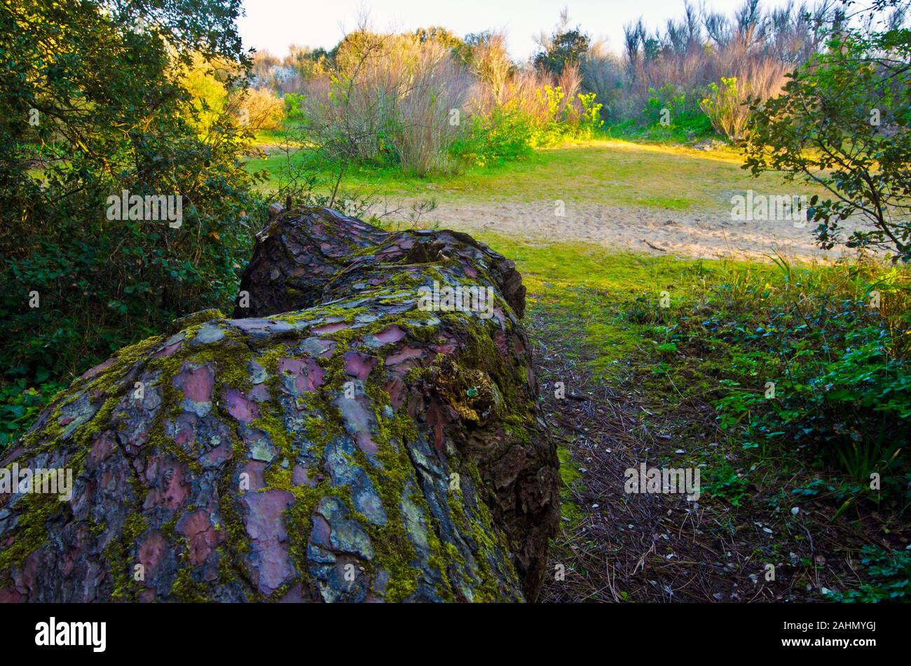 Trunk der gefallenen Marine Kiefer in Insel Yeu Wald, mit strukturierten, Rinde, Wald Vegetation ist im Hintergrund, es ist ein Bild von der Natur der Th Stockfoto