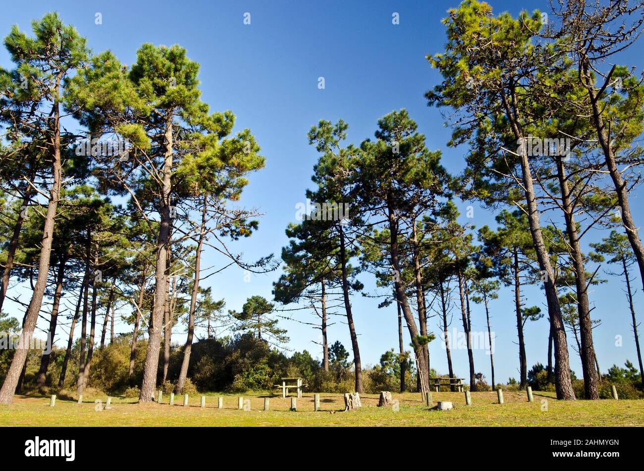 Der Picknickplatz ist an der Grenze des Waldes im Osten Insel Yeu, Holztische, die von Marine Pinien, Frankreich, Vendee umgeben sind, Pay de la Lo Stockfoto
