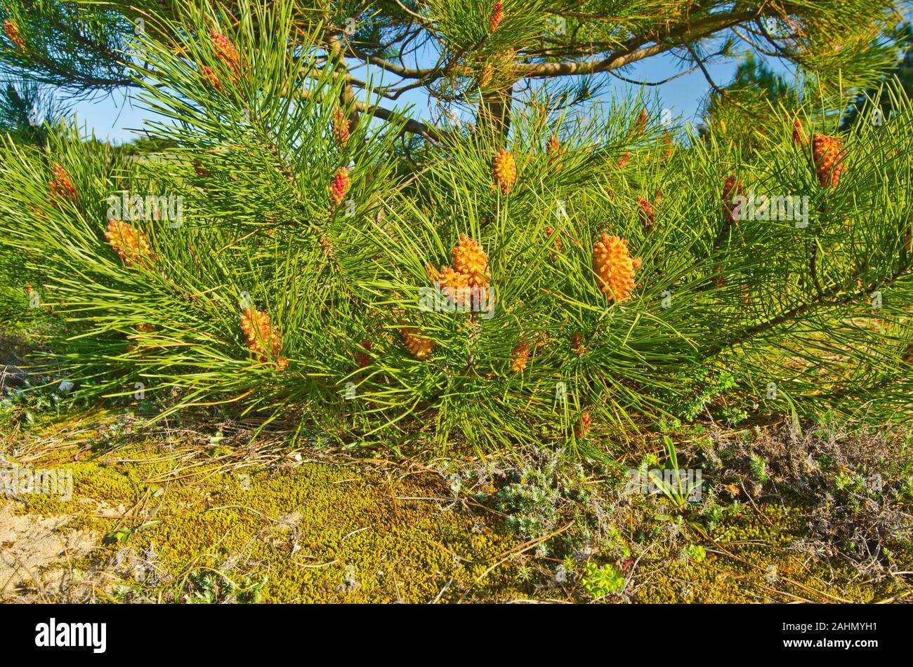 Maritime Pine Tree Branches mit männlichen Kegel in Insel Yeu im frühen Frühjahr Zeit Stockfoto