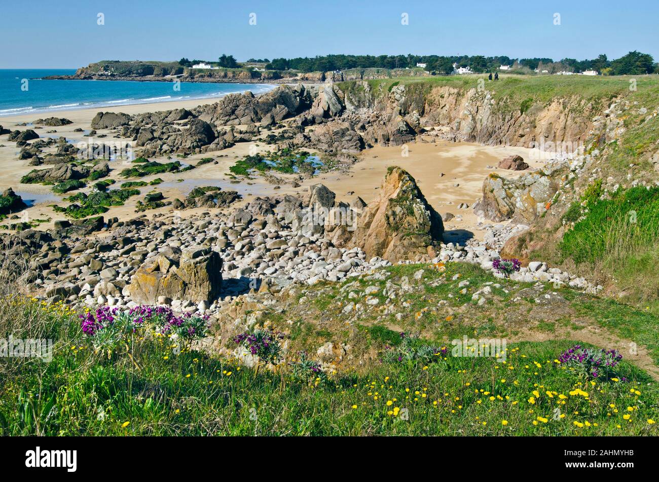 Felsige Küste im Süden der Insel Yeu mit Frühling Blumen und grünen Pflanzen im Vordergrund und Sandstrand und einsame Insel Häuser in fare Hintergrund. Stockfoto