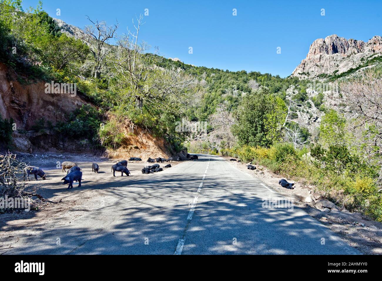 Hausschweine in der Natur entlang der korsischen Straße ist ein sehr typisches Bild in Korsika Stockfoto