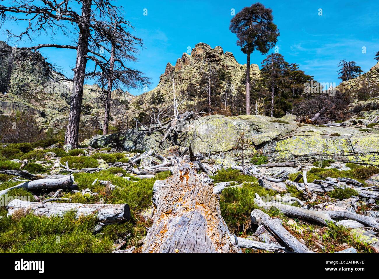 Laricio Pinie toten Stamm in Korsika Valdo-Nielo Wald, als Spur von Harz Extraktion Aktivität in der Vergangenheit. Niolu Region in Korsika, Frankreich Stockfoto