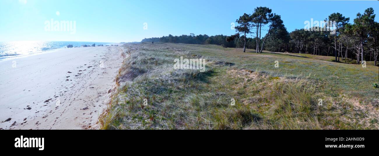 Panorama von Dune Küste im Norden der Insel Yeu. Den Atlantischen Ozean und den Sandstrand in der Sonne sind auf der Rechten und der Wald ist auf der rechten Seite und Duna ist Stockfoto