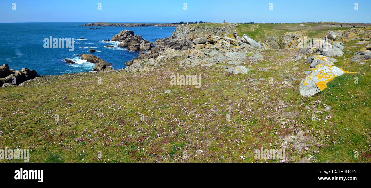 Panorama des Wilden felsigen Küste im Südosten der Insel Yeu mit seltenen grünen Gras und Blumen im Vordergrund. Frankreich, Vendee, Pay de la Loire Stockfoto