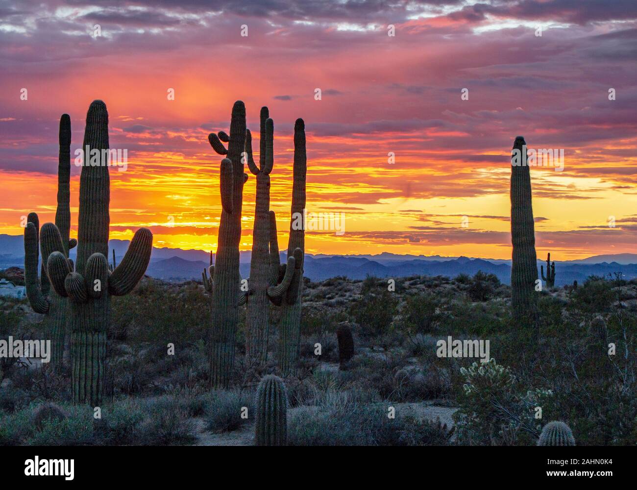 Sonnenuntergang mit Saguaro Kaktus in North Scottsdale, Arizona. Stockfoto