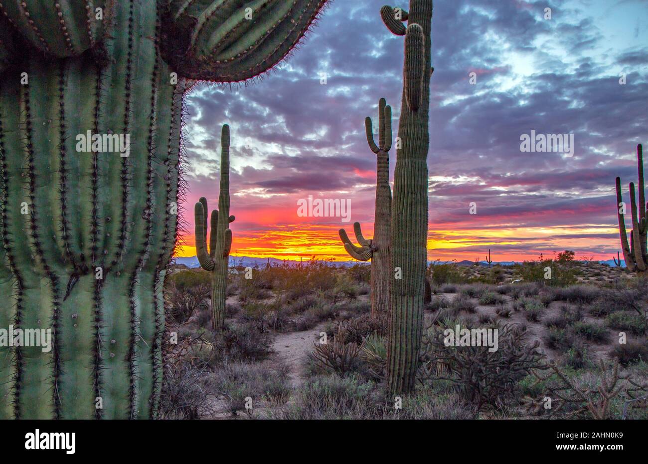 Nahaufnahme von Saguaro Kaktus bei Sonnenuntergang Stockfoto