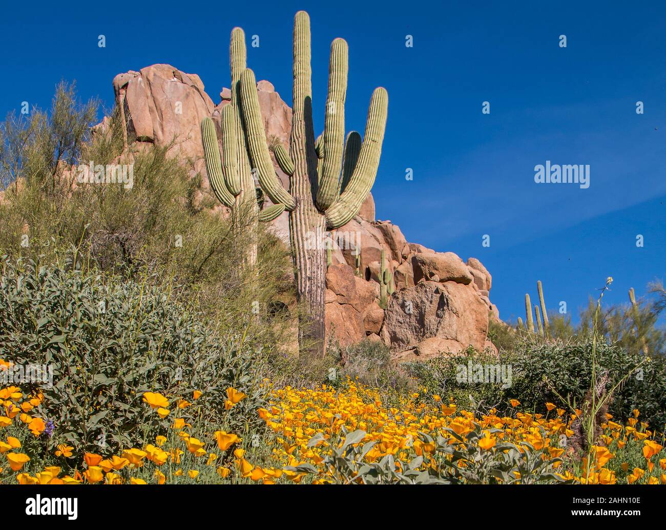 Frühling Wildblumen n der Sonoran Wüste in der Nähe von Scottsdale, Arizona. Stockfoto