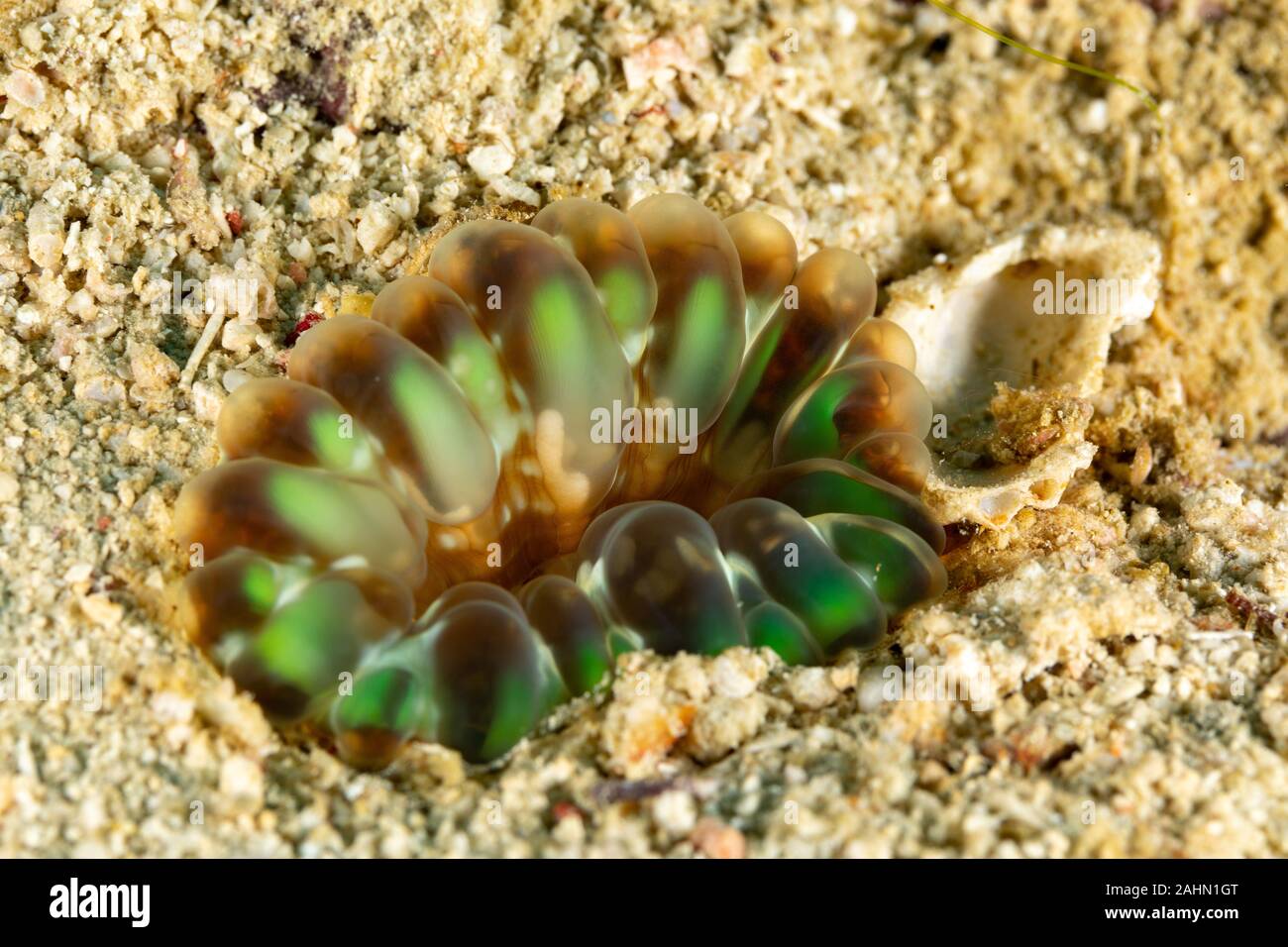 Korallen sind wirbellose Meerestiere innerhalb der Klasse Blumentieren der Stamm Cnidaria Stockfoto