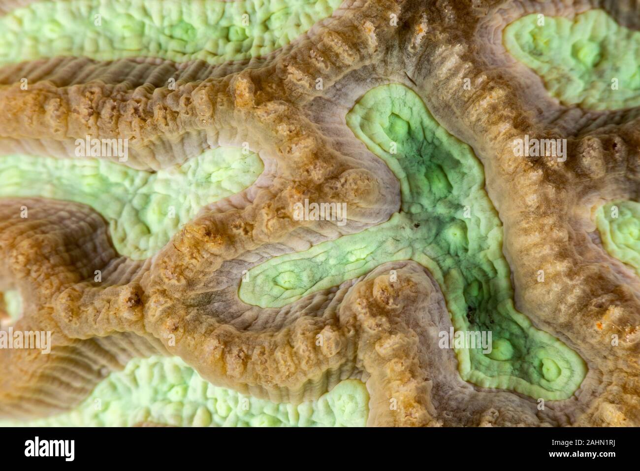 Korallen sind wirbellose Meerestiere innerhalb der Klasse Blumentieren der Stamm Cnidaria Stockfoto