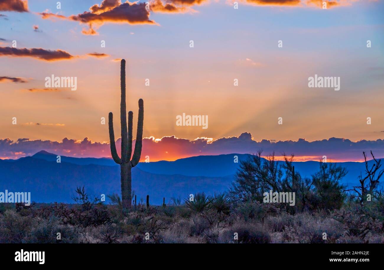 Lebendige Wüste Sonnenaufgang in Arizona mit Cactus in den Vordergrund und Berg im Hintergrund. Stockfoto