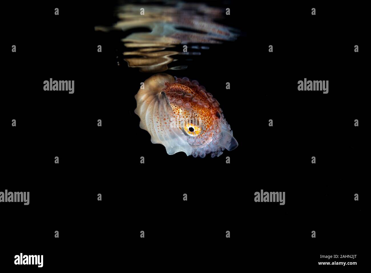 Papier Nautilus mit Spiegelbild auf der Wasseroberfläche, Argonauta Argo, die Argonauten (Gattung Argonauta, die einzige ihrer Art Gattung aus der Familie Argonautidae) Stockfoto