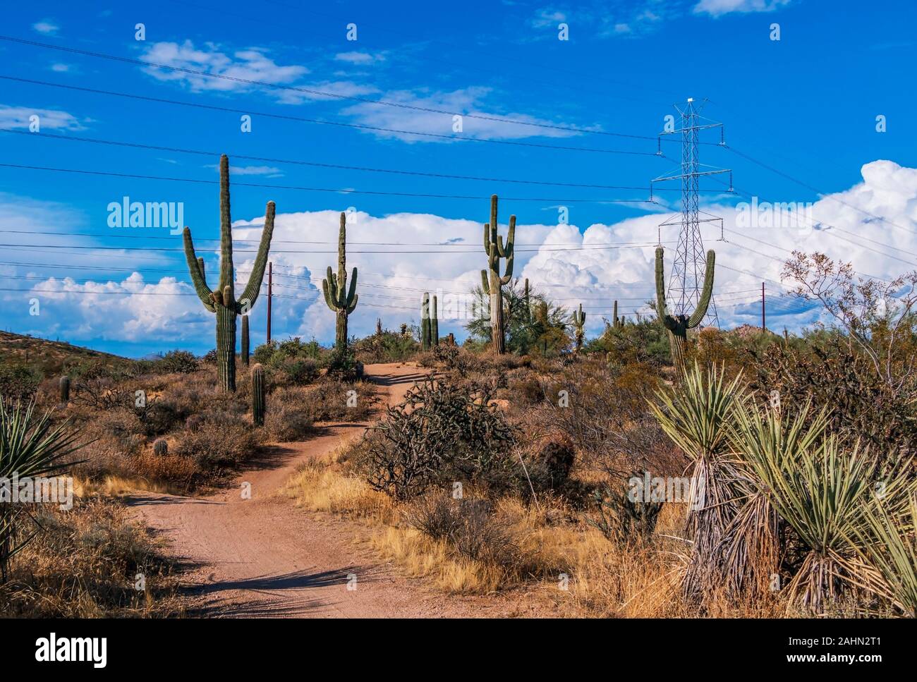 Wanderweg mit Saguaro Kaktus, Sturm, Wolken, und Stromleitungen in der AZ Wüste in der Nähe von Phoenix Stockfoto
