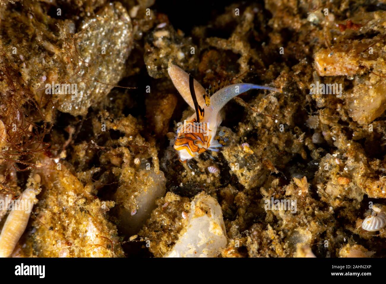 Orange und Schwarz Dactylopus kuiteri Dragonet Jugendkriminalität, Stockfoto