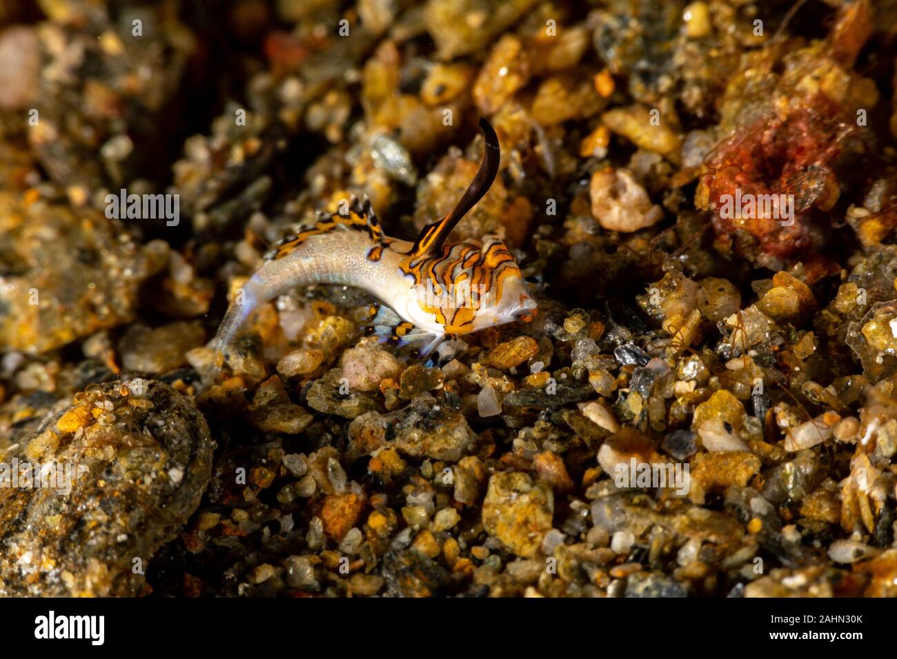 Orange und Schwarz Dactylopus kuiteri Dragonet Jugendkriminalität, Stockfoto