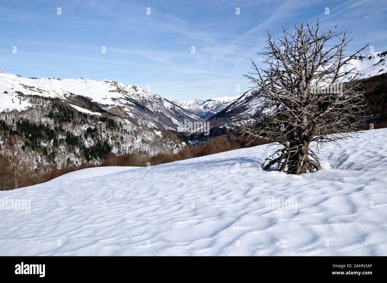 Aspe-tal in französischen Atlantischen Pyrenäen im Winter vom Col Col de Somport gesehen. Der Schnee Muster und der Baum ist im Vordergrund Stockfoto