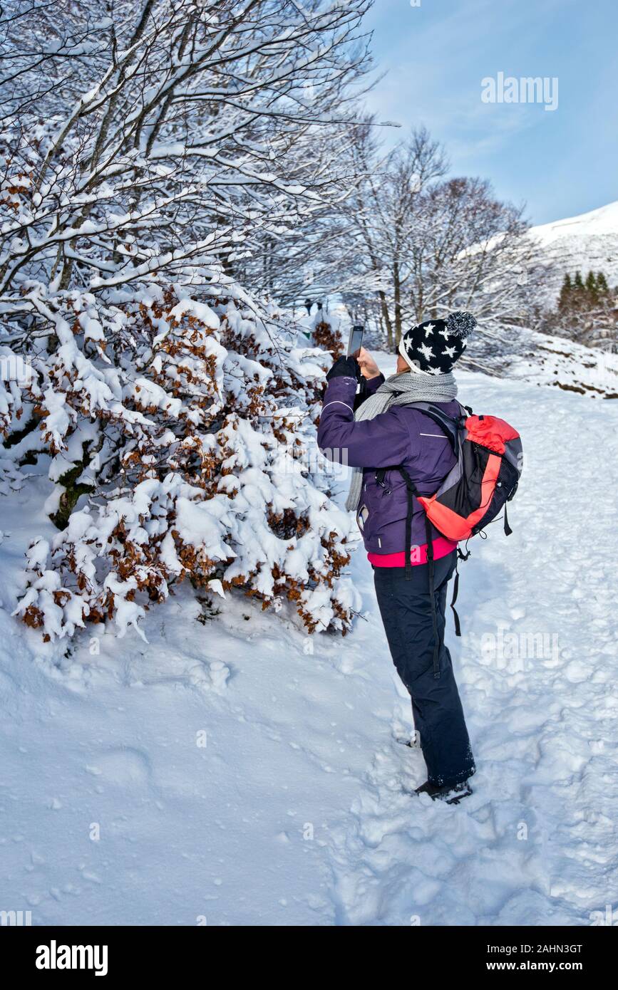 Frauen nehmen Bild von Sträuchern, mit Schnee bedeckt, mit Ihrem Smartphone. Es ist ein schöner Spaziergang im Winter Bergwald der französischen Pyrenäen Stockfoto