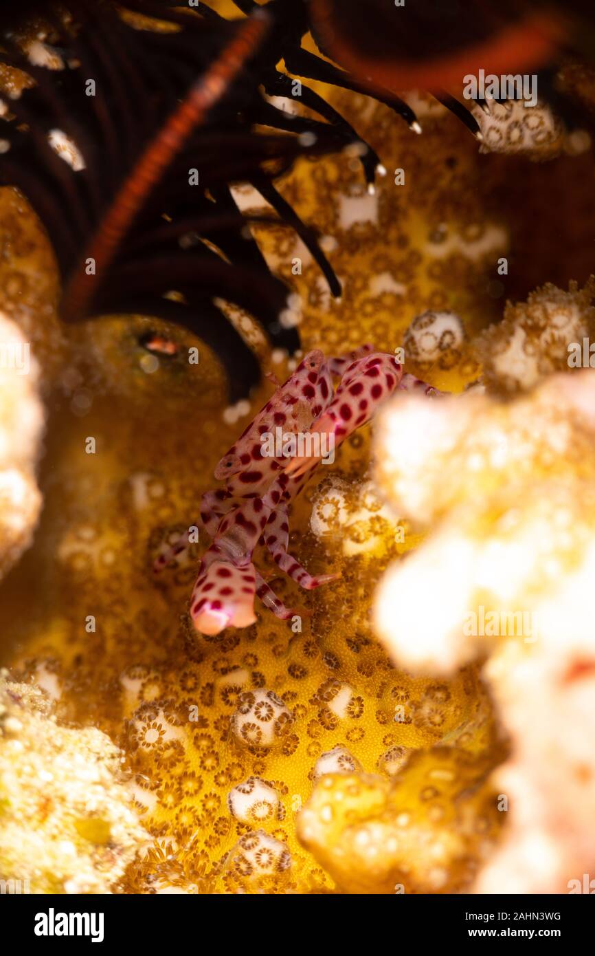 Red spotted, Coral Crab Trapezia rufopunctata, ist eine Pflanzenart aus der Gattung der Guard Krabben in der Familie Trapeziidae Stockfoto