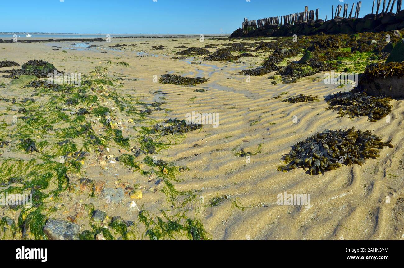 Sandstrand bei Ebbe von Oyster Farm von Fromentine Aquakultur Dorf, Frankreich, Vendee, Pay de la Loire. Nasse sans Textur und Algen Pflanzen sind Stockfoto