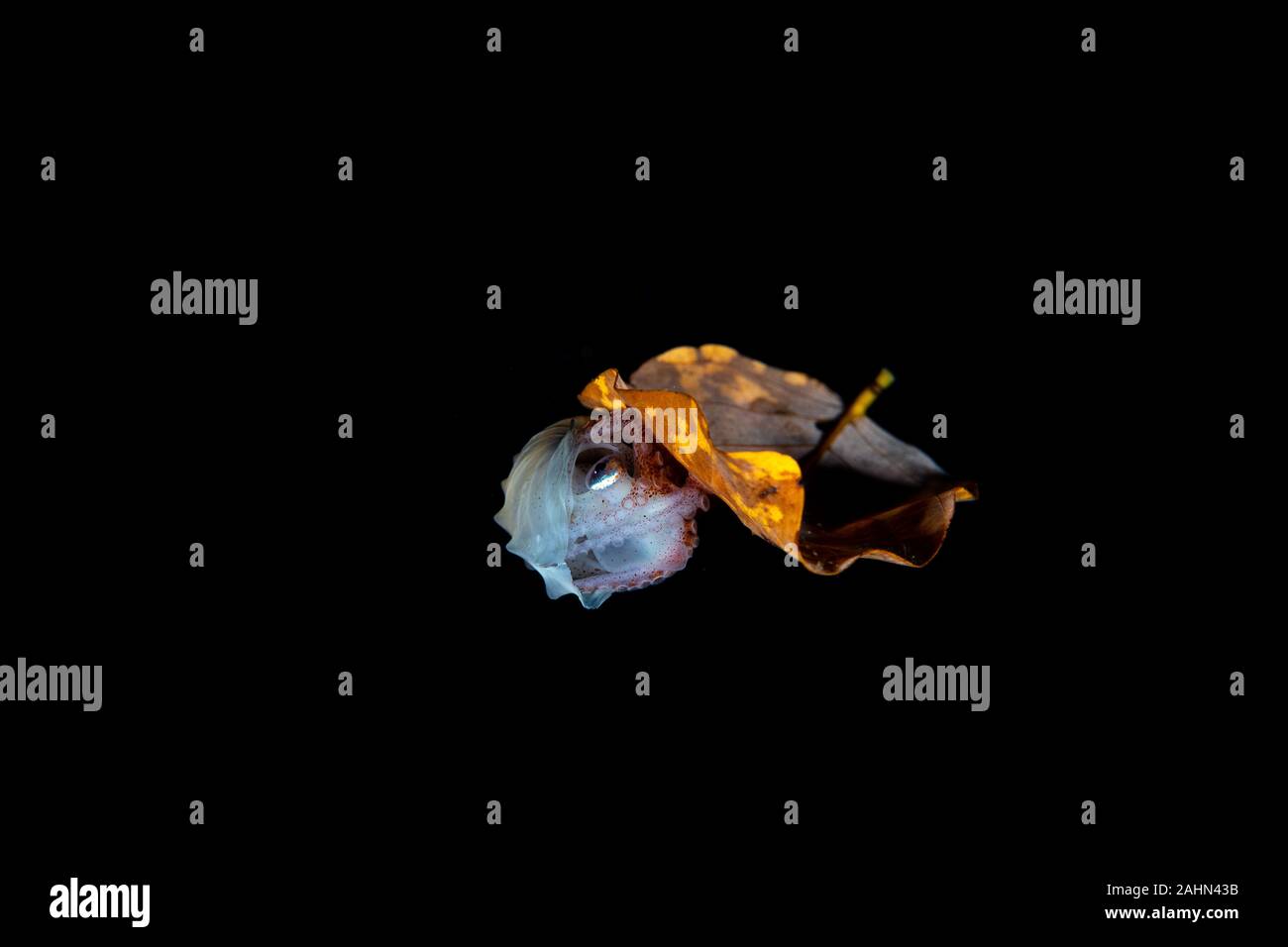 Papier Nautilus, auf ein Blatt, Argonauta argo Sitzen, die Argonauten (Gattung Argonauta, die einzige ihrer Art Gattung aus der Familie Argonautidae) sind eine Gruppe von Pe Stockfoto