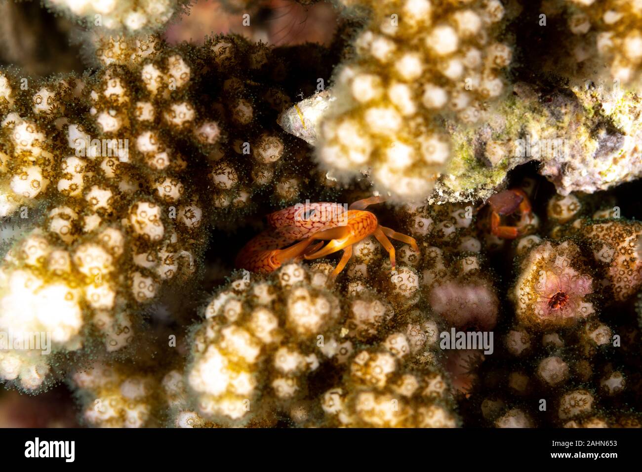 Red spotted, Coral Crab Trapezia rufopunctata, ist eine Pflanzenart aus der Gattung der Guard Krabben in der Familie Trapeziidae Stockfoto