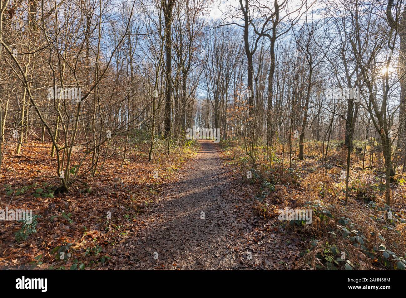 Viersen-Born - Blick auf Wanderweg am See geboren / Deutschland Stockfoto