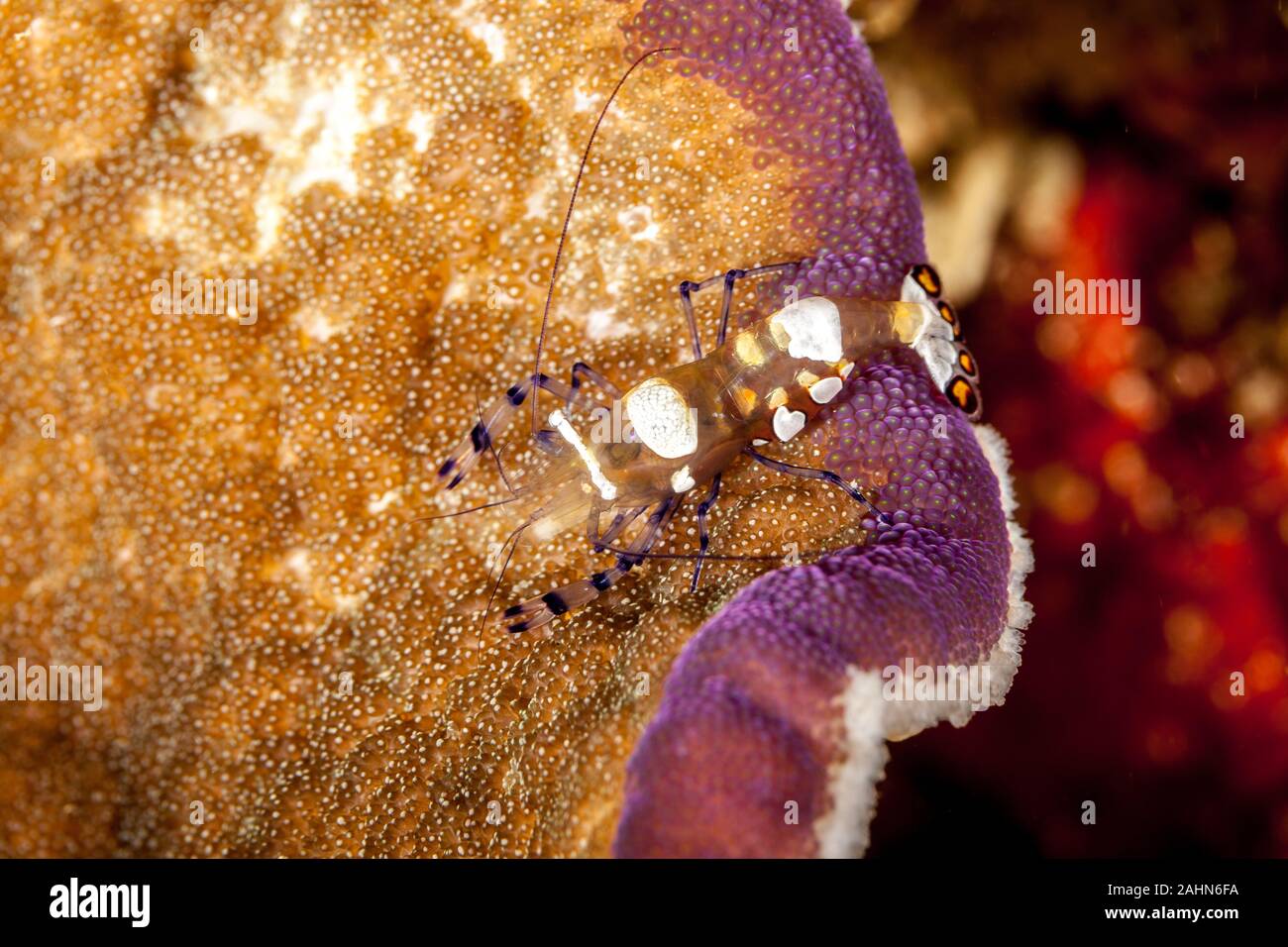 Glas Anemone Garnele oder Peacock-Tail Anemone Garnele, Periclimenes brevicarpalis Stockfoto