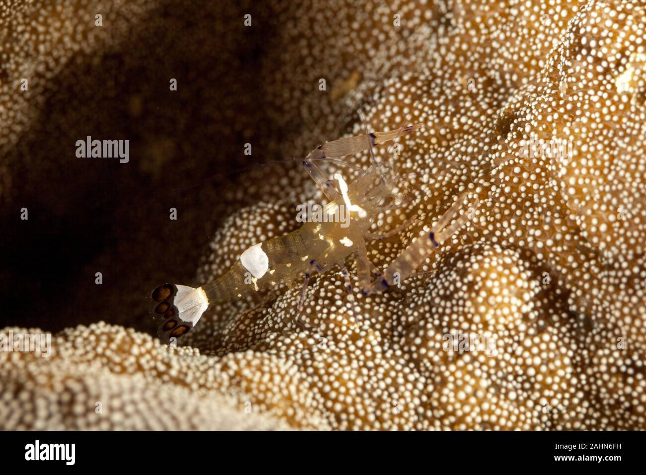 Glas Anemone Garnele oder Peacock-Tail Anemone Garnele, Periclimenes brevicarpalis Stockfoto