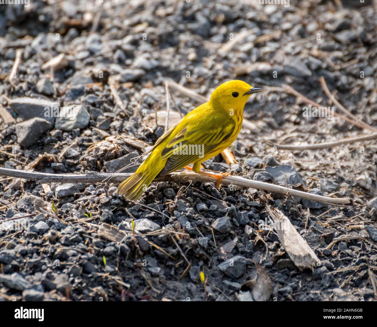 Schnäpperrohrsänger auf einem Zweig auf braunem Hintergrund Stockfoto