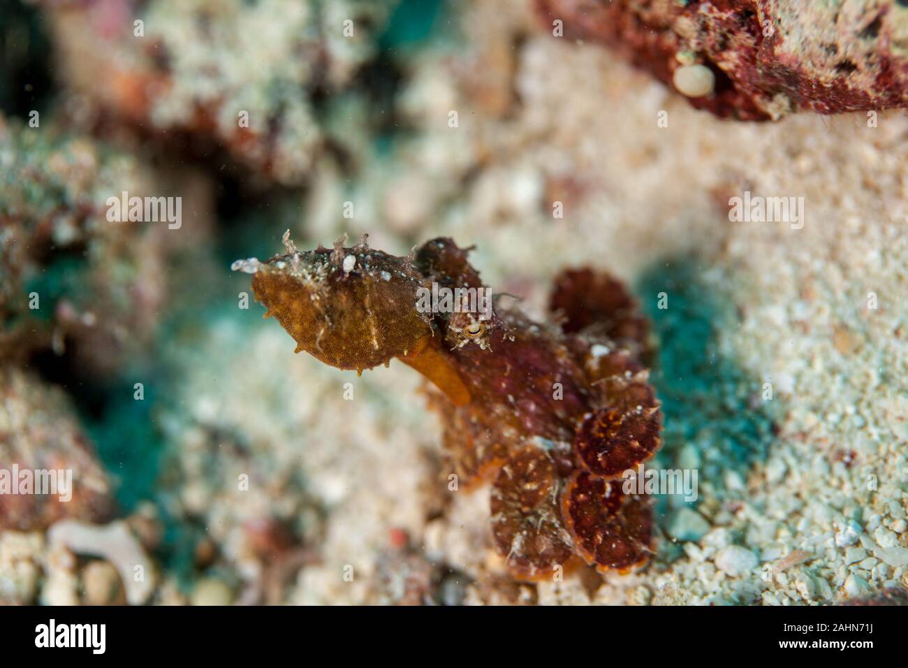 Mosaik Octopus - Abdopus abaculus Stockfoto