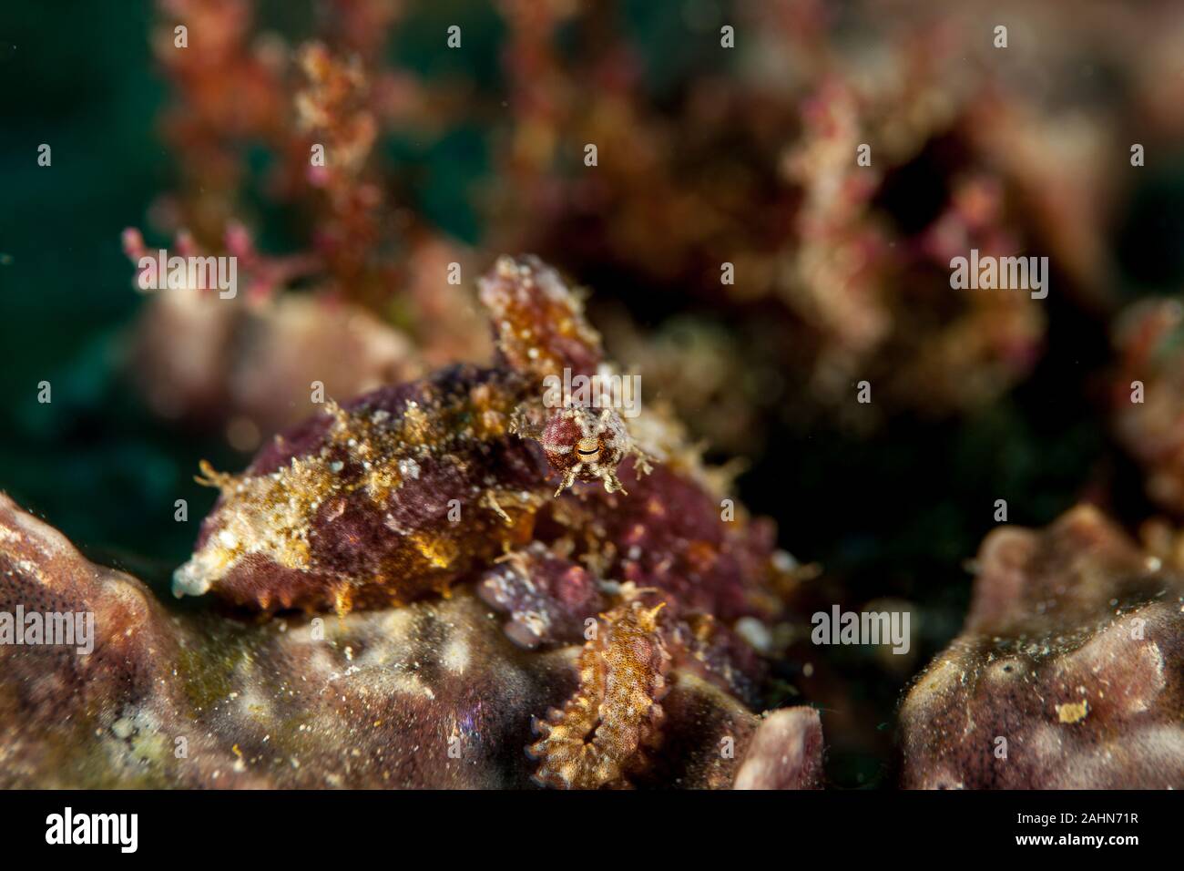 Mosaik Octopus - Abdopus abaculus Stockfoto
