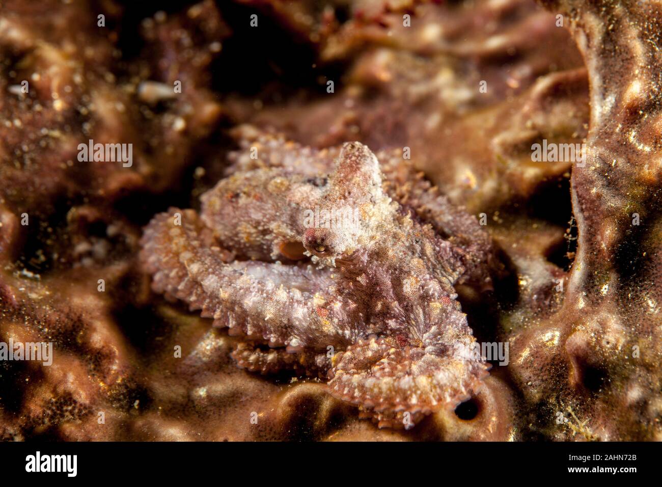 Mosaik Octopus - Abdopus abaculus Stockfoto