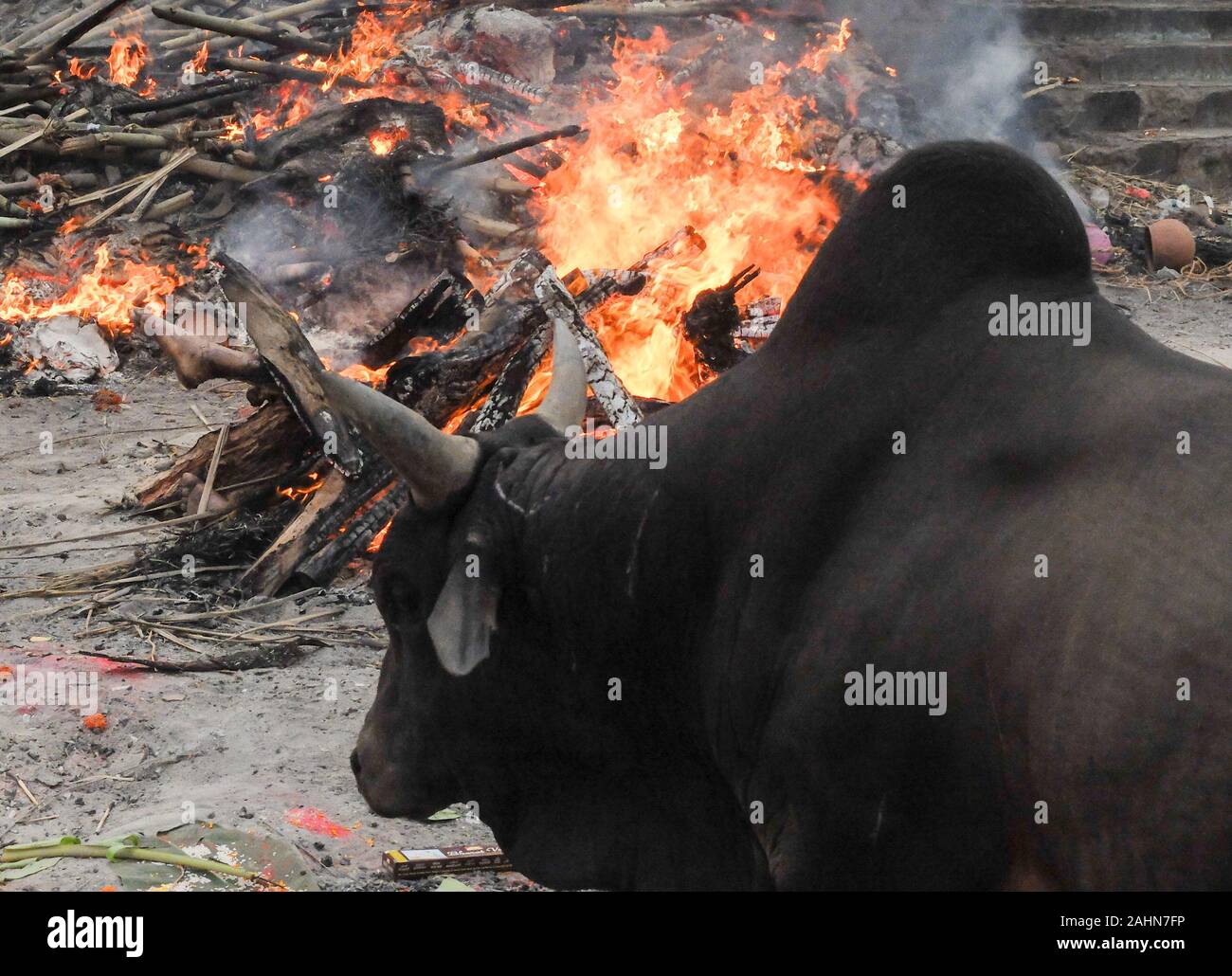 Die Hitze, Rauch und Gerüche sind überwältigend wie eine Kuh in der Nähe steht, während hinduistische Leichen an diesem belebten Ort eingeäschert werden, neben dem Main b gelegen Stockfoto