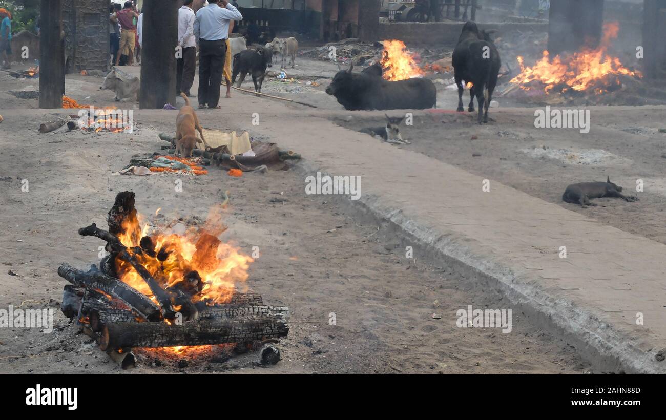 PURI, ODISHA STAAT/INDIEN - VOM 12. MÄRZ 2018: Scheiterhaufen an Swargadwar Krematorium in Puri, Indien brennen, wie Rinder in der Asche und Hunde sitzen Essen, bleibt von Bur Stockfoto