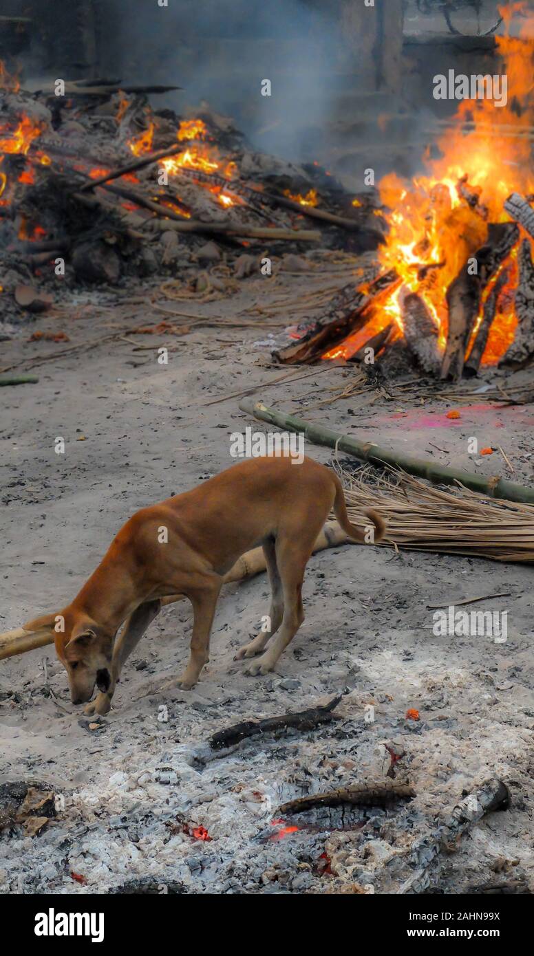 Die Hitze, Rauch und Gerüche sind überwältigend wie ein Hund steht in der Nähe Essen auf gekochten menschlichen Fleisches während hinduistische Leichen rund um an Thi eingeäschert werden Stockfoto