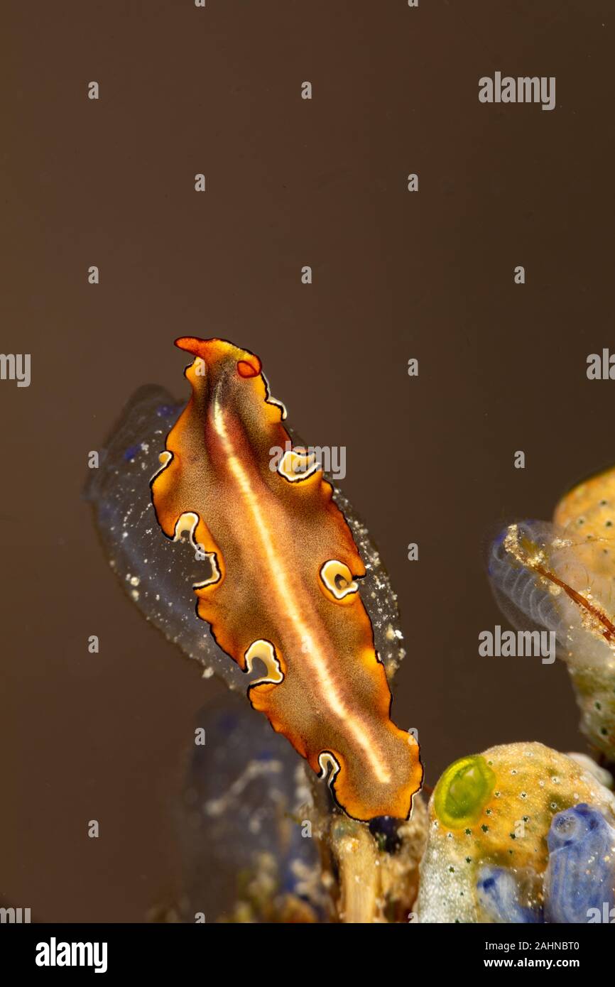 Die plattwürmer, flache Würmer, Platyhelminthes, Plathelminthes, oder