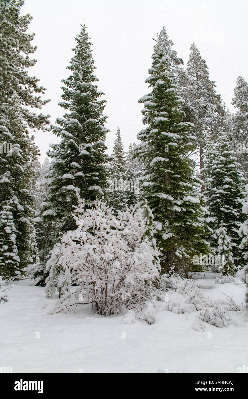 Pinien mit viel Schnee im Winter, Hintergrund Stockfoto